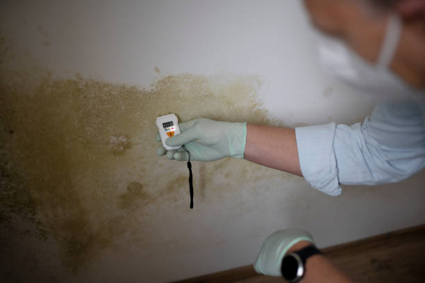 Reliable Brusly, LA Mold Removal Solutions