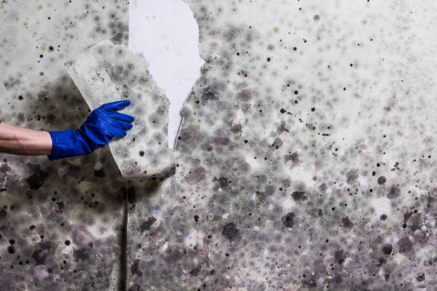 Best Mold Removal and Inspection  in Brusly, LA