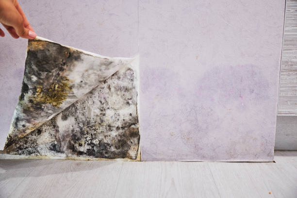 Home Mold Removal in Brusly, LA